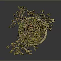 Artistic Bonsai Arbor With Curved Trunk Green Leaves And Mossy Pot
