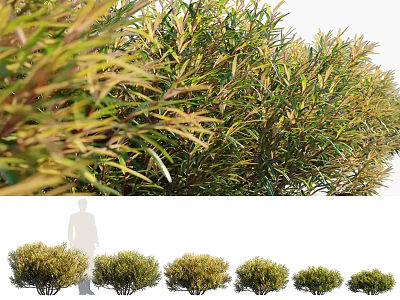 Ornamental Garden Shrubs With Green And Yellow Foliage In Multiple Sizes 3d model