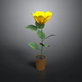 Yellow Flower Plant With Green Leaves In Brown Pot On Dark Background