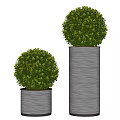 Green Spherical Topiary Potted Plants In Metallic Cylindrical Planters With Various Heights