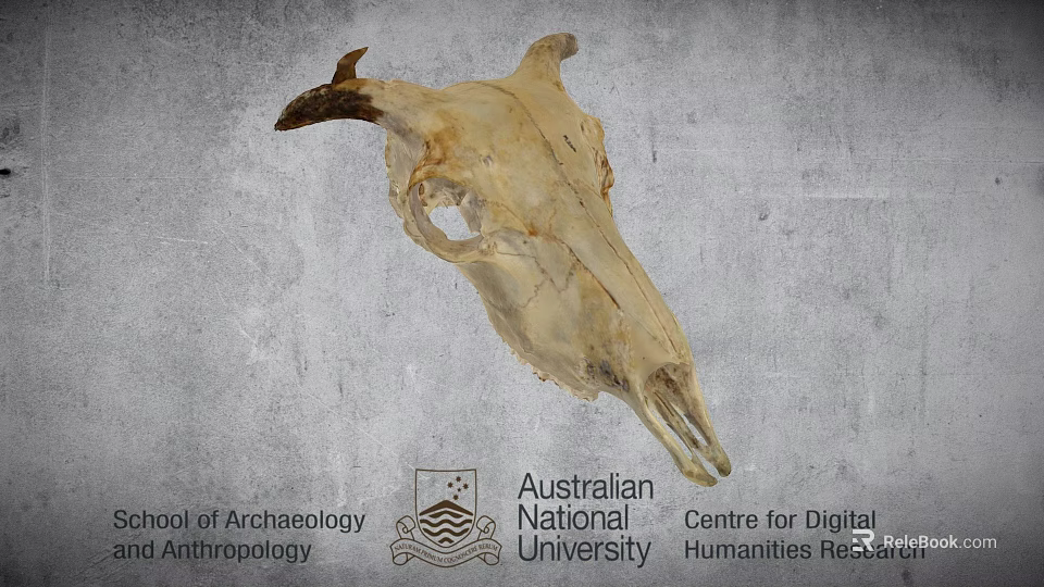 Ancient Cow Skull Specimen At Australian National University Archaeology Research 3d model 