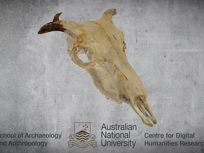 Ancient Cow Skull Specimen At Australian National University Archaeology Research 3d model