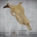 Ancient Cow Skull Specimen At Australian National University Archaeology Research