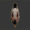 Duck With Green Head White Neck Brown White Feathers And Orange Feet On Dark Background