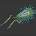 Green Organ Structure With Hair Like Projections And Detailed Golden Core