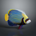 Colorful Tropical Fish With Blue Stripes Yellow Fins And White Head