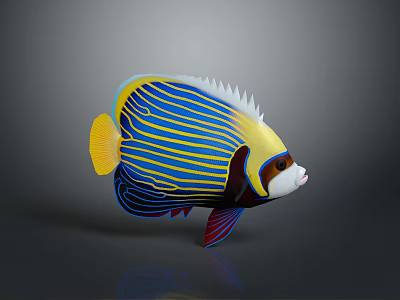 Colorful Tropical Fish With Blue Stripes Yellow Fins And White Head 3d model