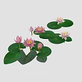 Blooming Pink and White Water Lilies with Green Floating Lily Pads