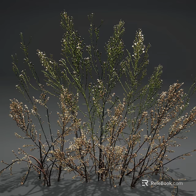 Botanical Plants with Green Stems Small White Flowers and Dried Brown Branches Against Gray Background 3d model 