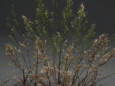 Botanical Plants with Green Stems Small White Flowers and Dried Brown Branches Against Gray Background 3d model