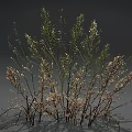 Botanical Plants with Green Stems Small White Flowers and Dried Brown Branches Against Gray Background