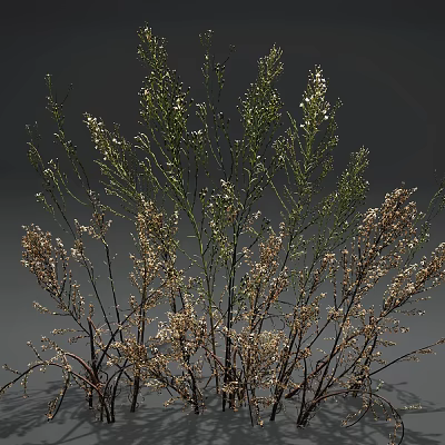 Botanical Plants with Green Stems Small White Flowers and Dried Brown Branches Against Gray Background 3d model