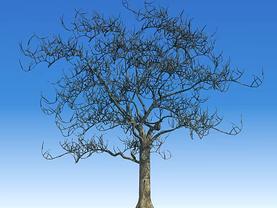 Deciduous Tree Standing Tall with Bare Branches and Trunk Against Clear Blue Sky 3d model
