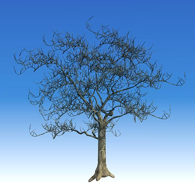 Deciduous Tree Standing Tall with Bare Branches and Trunk Against Clear Blue Sky 3d model