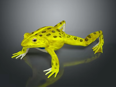 Yellow Frog With Black Spots And White Belly And Feet On Gray Background 3d model
