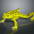 Yellow Frog With Black Spots And White Belly And Feet On Gray Background