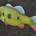 Vibrant Freshwater Fish With Yellow Body Black Spots And Red Fins And Eyes