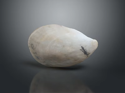 Smooth White Clam Shell With Natural Dark Patterns On Reflective Surface 3d model