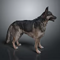 Wolf Cartoon Wolf Animation Wolf Animation Wolf Big Bad Wolf Warrior Cartoon Character Cartoon Animal 3d model