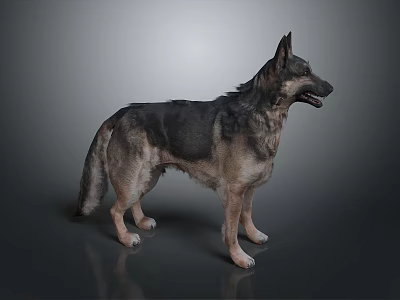 Realistic German Shepherd 3D Model for Game Movie Character with Standing Pose and Detailed Fur 3d model