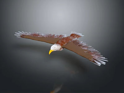 Flying Eagle With Spread Wings Brown Feathers And Yellow Beak On Gray Gradient Background 3d model