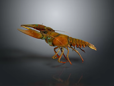 Vibrant Colored Lobster With Large Claws And Segmented Body In Close Up 3d model