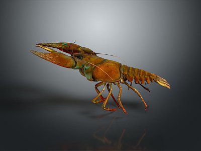 lobster big lobster crystal lobster cartoon lobster marine animal fish freshwater fish marine fish animal model