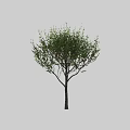 Ornamental Decor Combination With Green Leaves Red Berries And Small Shrubs For Indoor