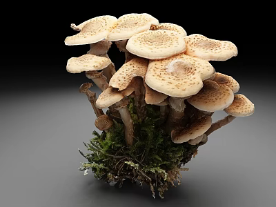 Cluster of Wild Mushrooms Growing on Green Moss With Natural Texture 3d model
