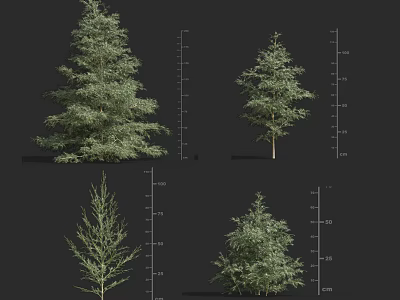 Various Arbor Tree Types With Height Measurement Scales And Diverse Growth Forms 3d model