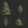 Various Arbor Tree Types With Height Measurement Scales And Diverse Growth Forms 3d model