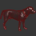 Gray Labrador Dog Wearing Brown Collar With Metal Buckle Standing On Black Shiny Surface