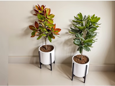 Two Potted Plants in White Pots with Black Stands and Colorful Leaves on Countertop 3d model