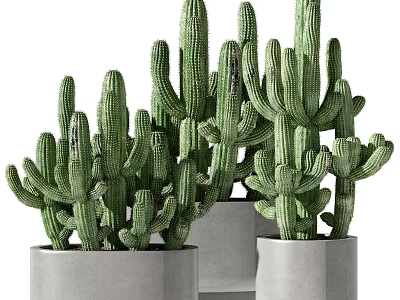 Modern Indoor Decorative Potted Cacti with Tall and Small Plants in Gray Cement Pots 3d model