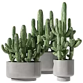 Modern Indoor Decorative Potted Cacti with Tall and Small Plants in Gray Cement Pots
