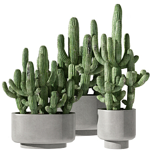 Modern potted cactus potted plant 3d model