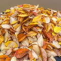 Colorful Autumn Leaves Scattered On Dark Square Surface With Natural Tones