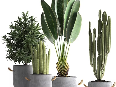 Decorative Plant Ornament Set Featuring Large Leaf Plant Cactus Shrub In Gray Rope Detail Pots 3d model