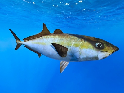 Yellow-tailed yellowtail fish aquatic organisms model