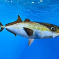 Graceful Tuna Swimming in Clear Blue Water with Yellow and White Body