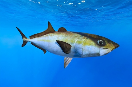 Yellow-tailed yellowtail fish aquatic organisms 3d model