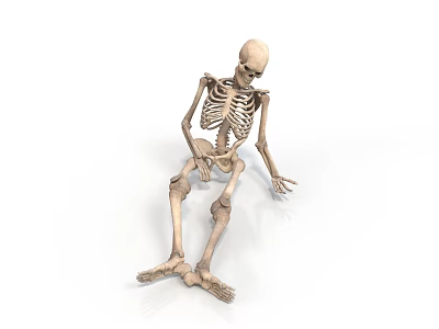 Human Skeleton Model As Medical Device For Anatomical Education And Study 3d model