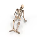 Human Skeleton Model As Medical Device For Anatomical Education And Study 3d model