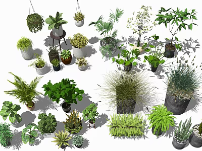 Various Bonsai and Potted Plants with Different Green Species and Styles 3d model