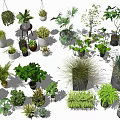 Various Bonsai and Potted Plants with Different Green Species and Styles