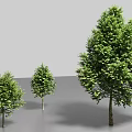 Arbor with Green Leaves in Different Sizes Against Black Background and Gray Ground