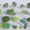 Various Types of Shrubs for Landscape Design with Different Shapes and Colors