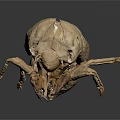 Dried Brown Insect Specimen With Detailed Exoskeleton Legs And Head On Black Background