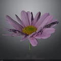 Pink Purple Daisy with Soft Petals Yellow Center Green Stem and Dark Background