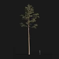 Tall Arbor With Human Figure For Size Comparison Against Black Background 3d model